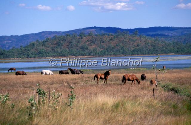 australie queensland 29.JPG - Chevaux près du lac TinarooAtherton TablelandQueenslandAustralie